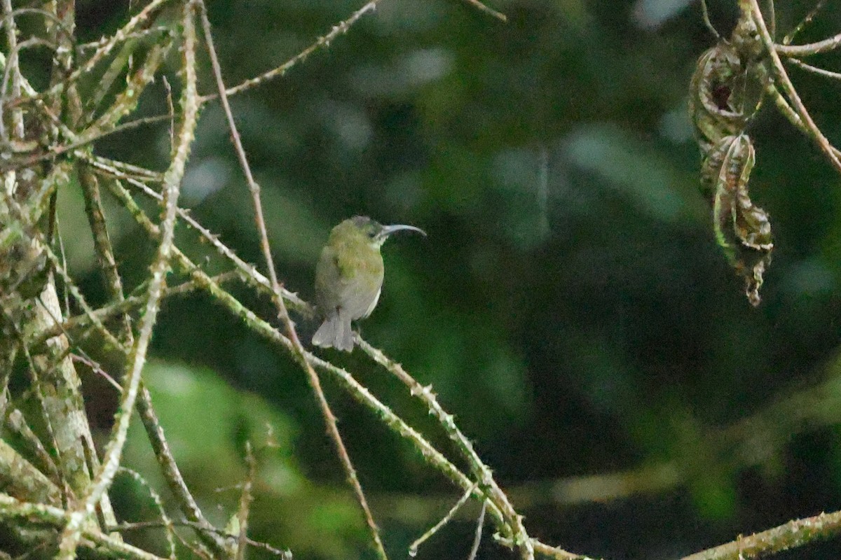 Green-headed Sunbird - ML636255164