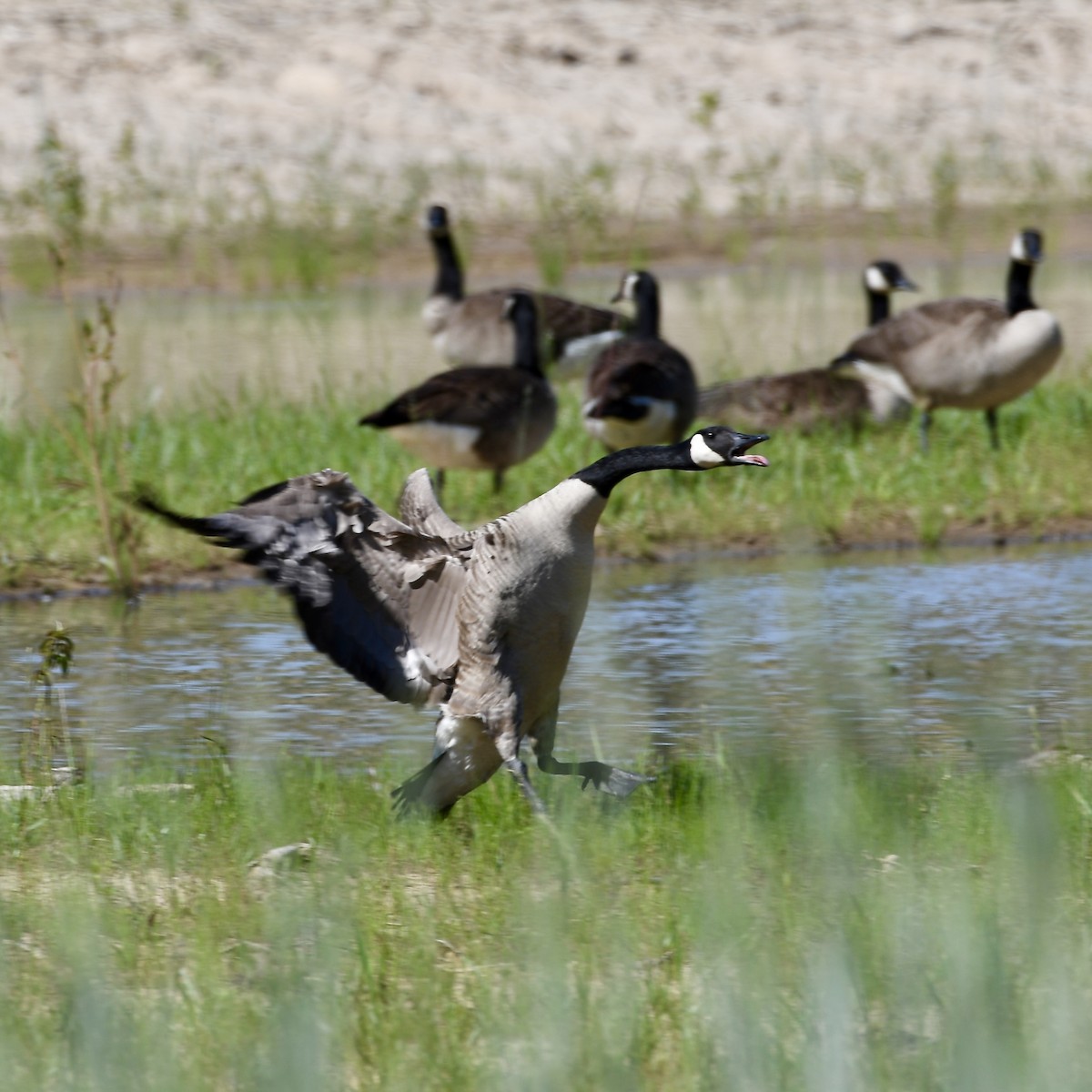 Canada Goose - ML636255202
