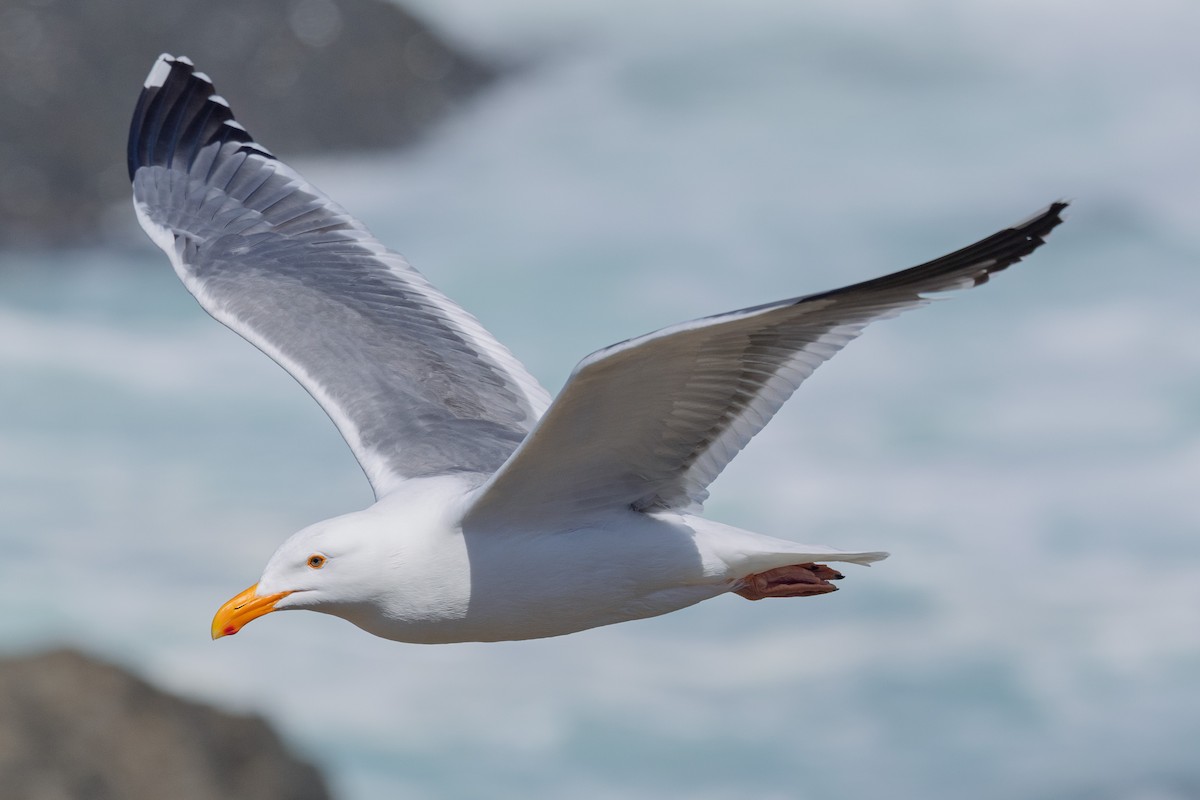Western Gull - ML636255226