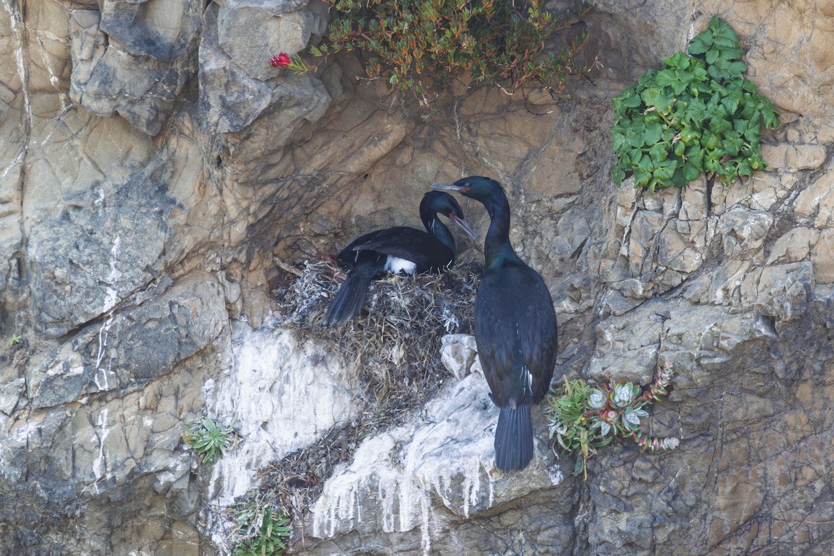 Pelagic Cormorant - ML636255271