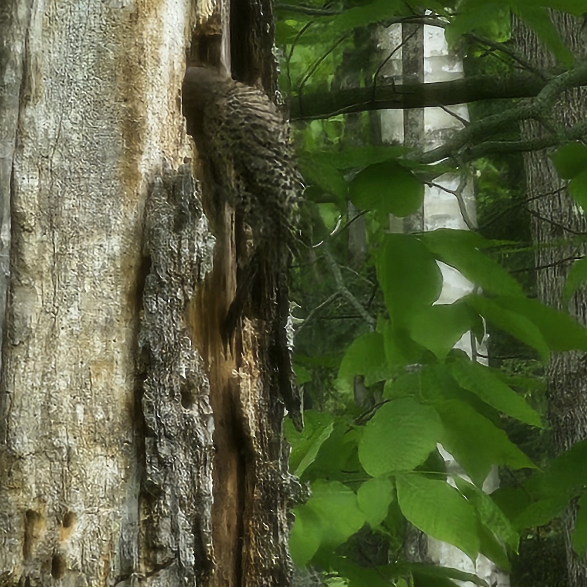 Northern Flicker - ML636255272