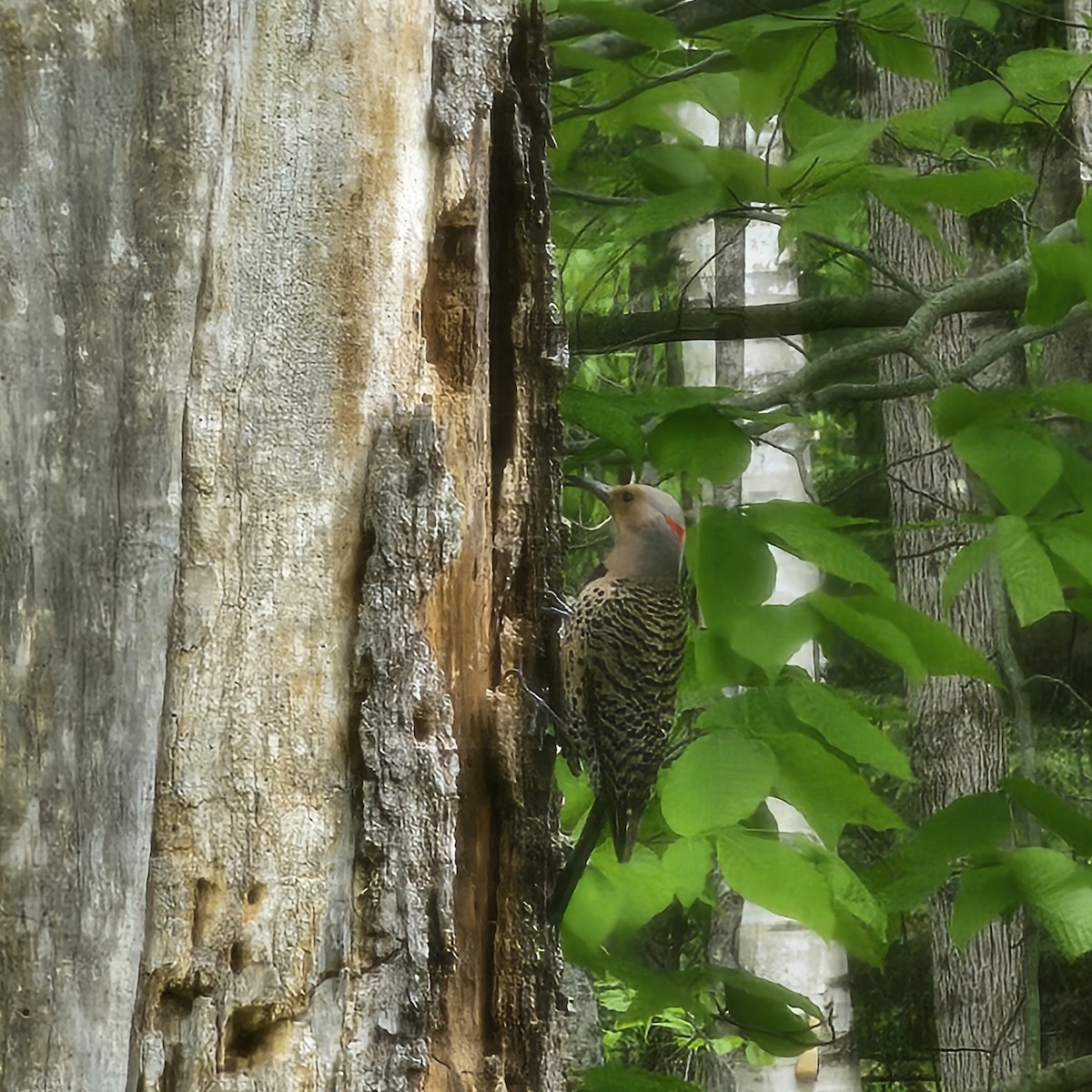 Northern Flicker - ML636255275