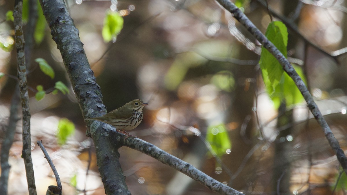 Ovenbird - ML636255287