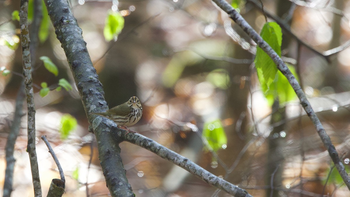 Ovenbird - ML636255295