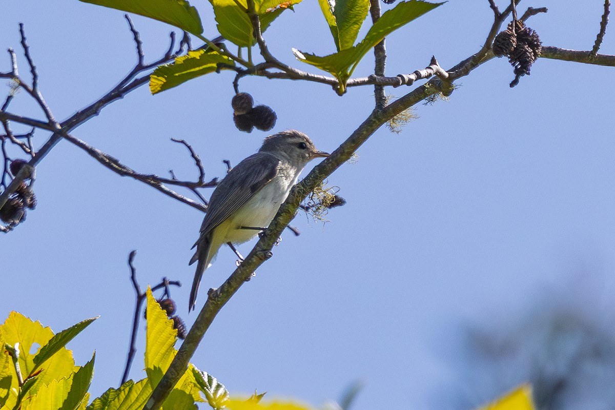 Warbling Vireo - ML636255298
