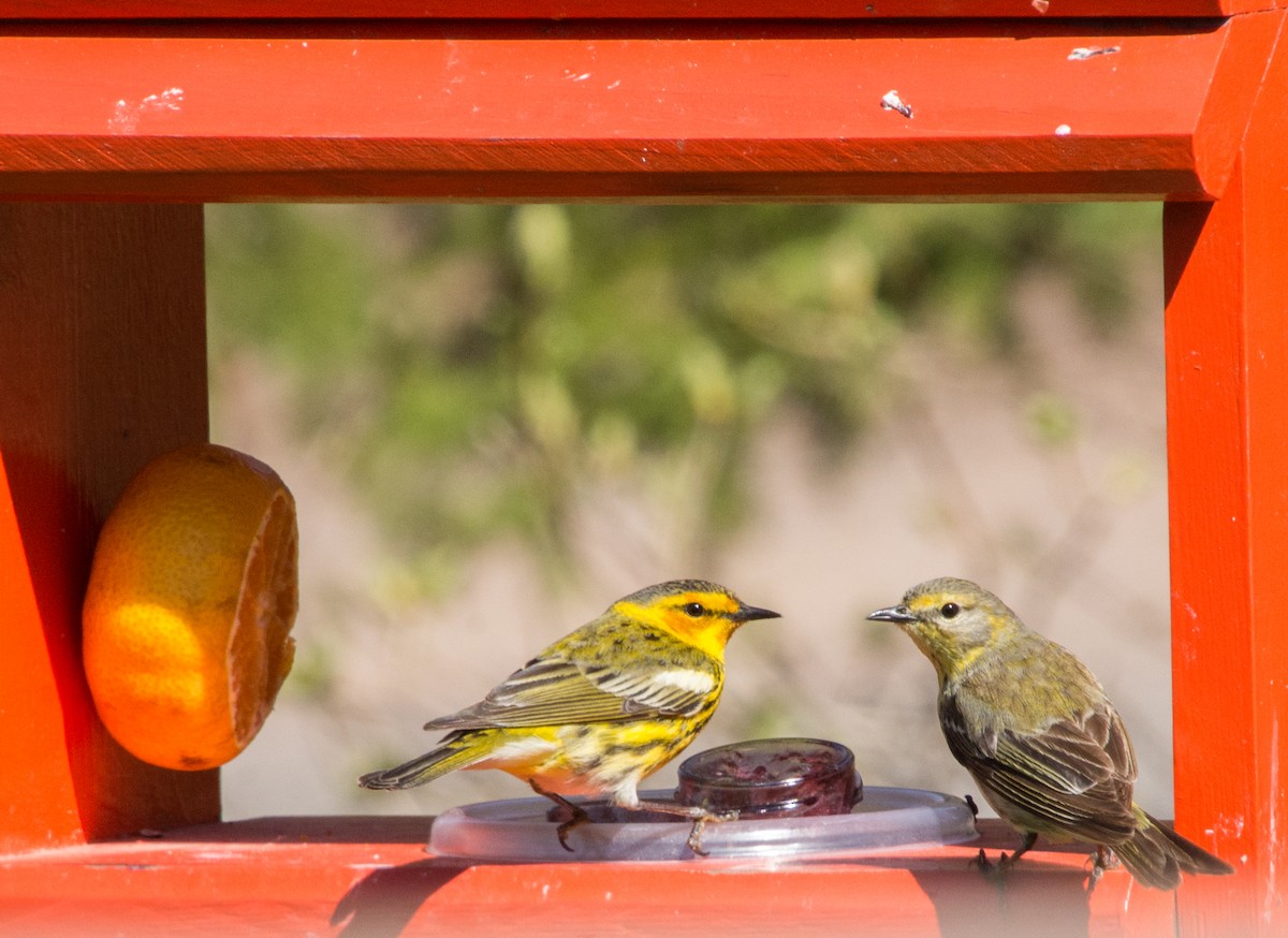 eBird Checklist - 21 May 2025 - 191 Fish Hatchery Road Dorion - 26 species
