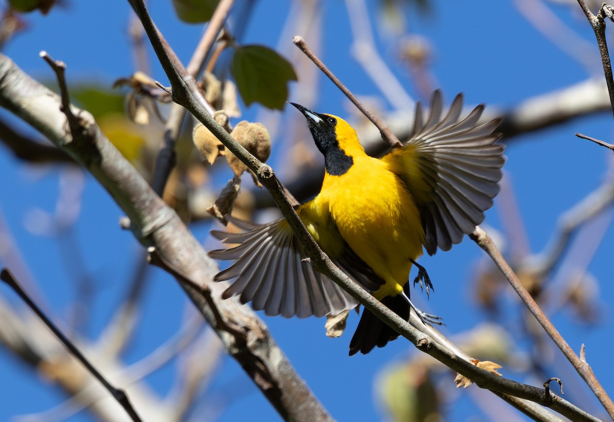 Hooded Oriole - ML636255341