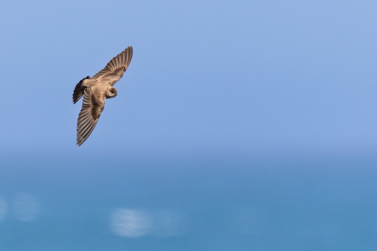 Northern Rough-winged Swallow - ML636255423