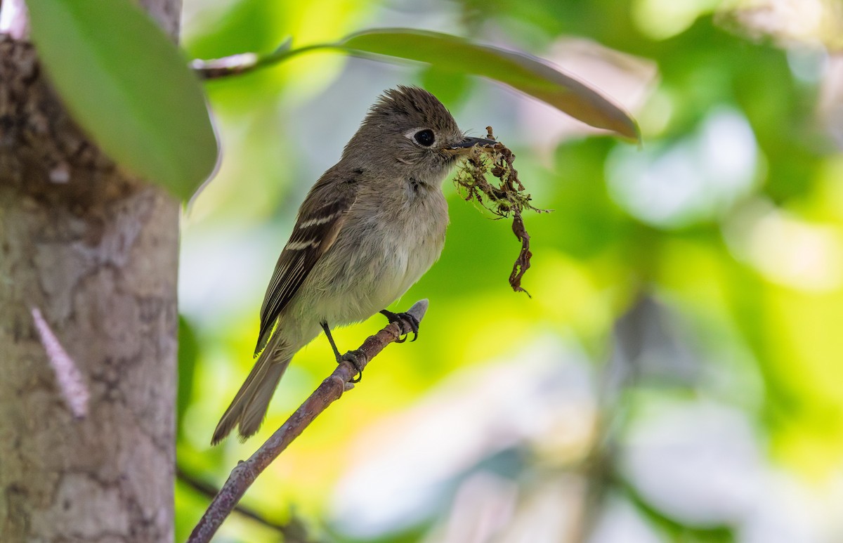 Western Flycatcher (Pacific-slope) - ML636255436