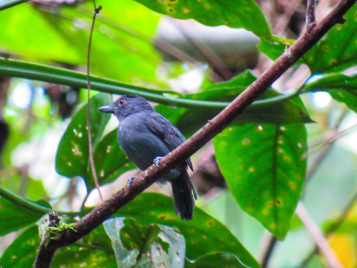Plain-winged Antshrike - ML636255506