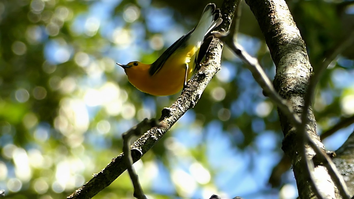 Prothonotary Warbler - ML636255538