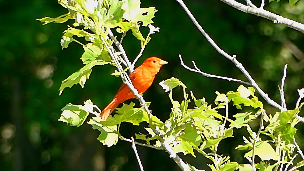 Summer Tanager - ML636255553