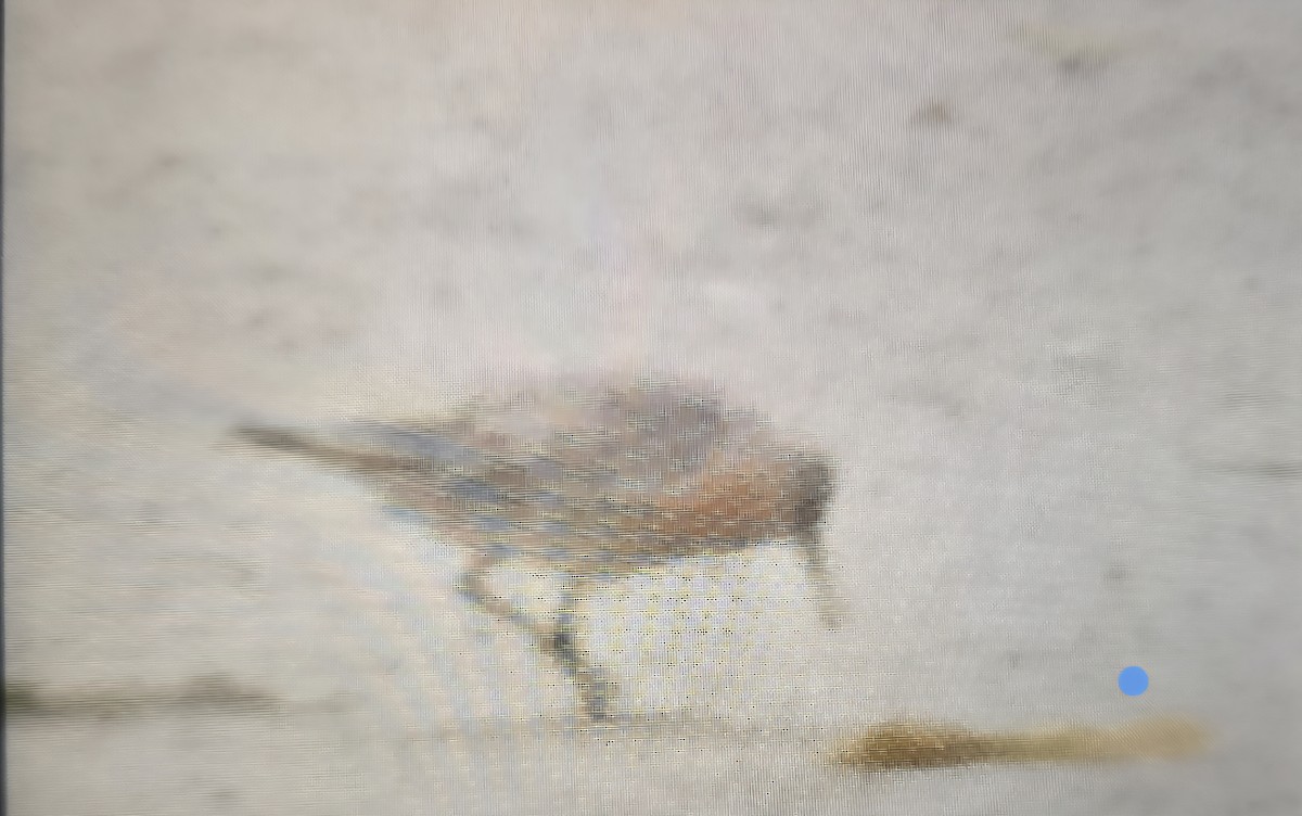 Red Knot - ML636255589