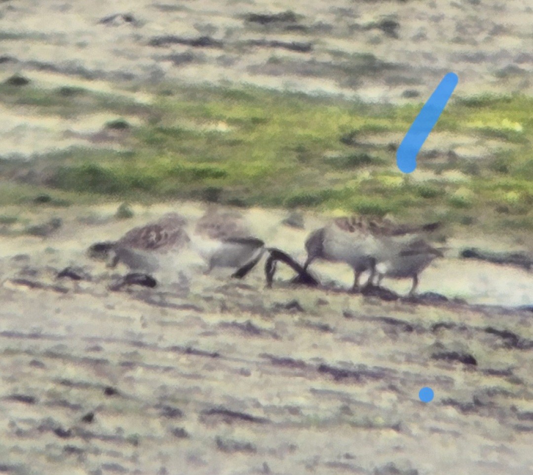 White-rumped Sandpiper - ML636255607
