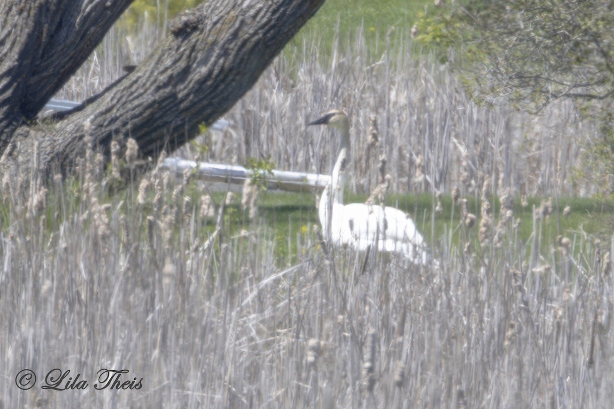 Trumpeter Swan - ML636255609