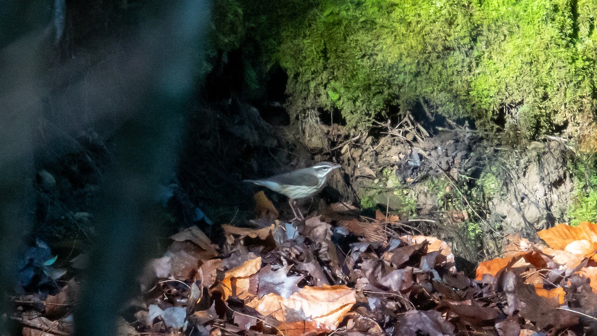 Louisiana Waterthrush - ML636255677