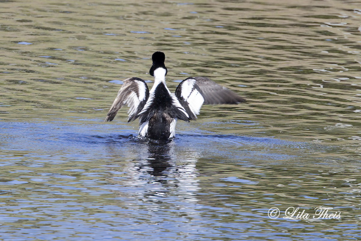 Common Goldeneye - ML636255692