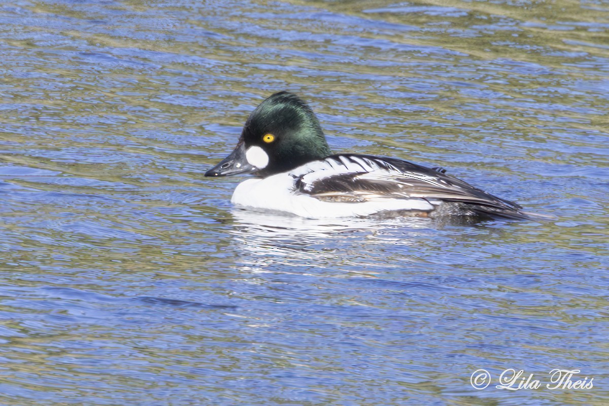Common Goldeneye - ML636255694
