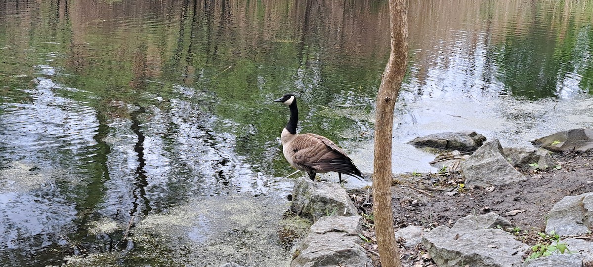 Canada Goose - ML636255701