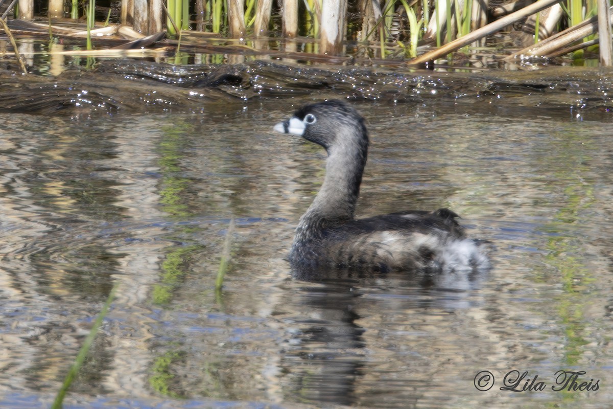 Pied-billed Grebe - ML636255736
