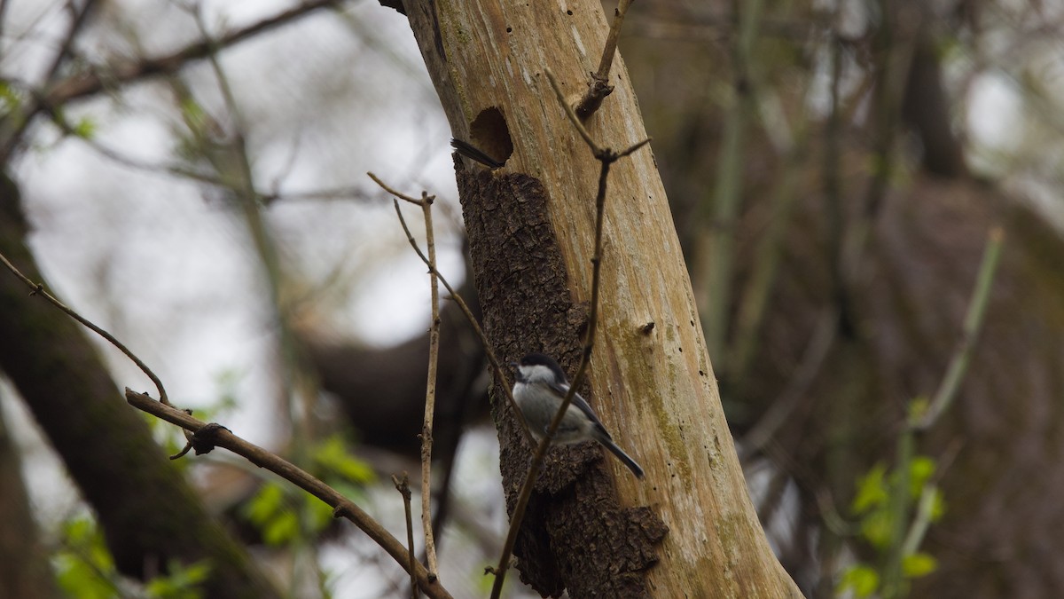 Black-capped Chickadee - ML636255759