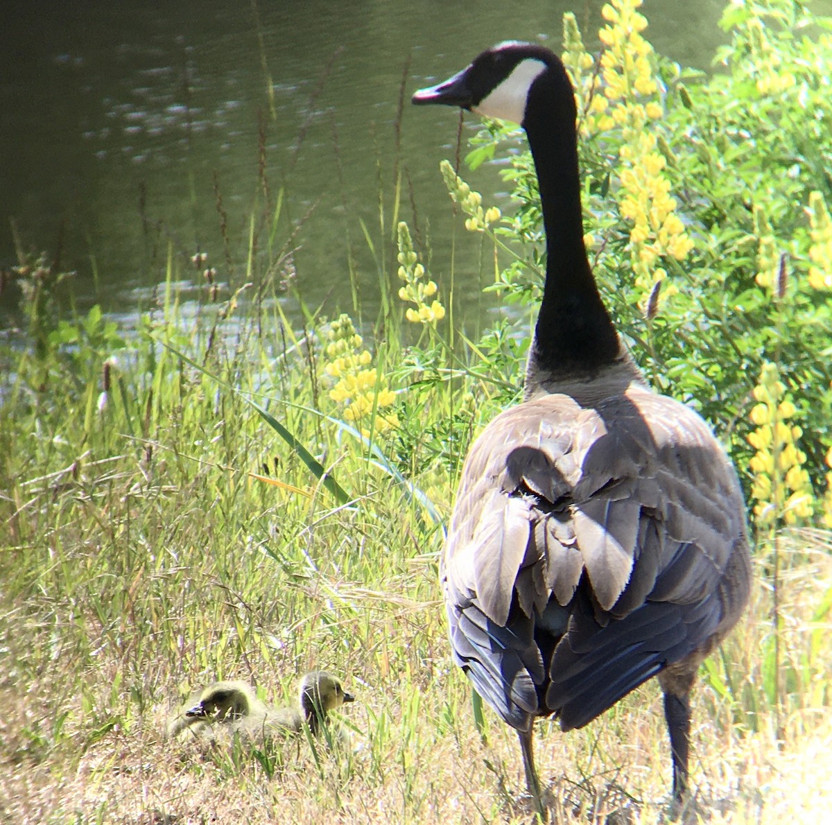 Canada Goose - ML636255799