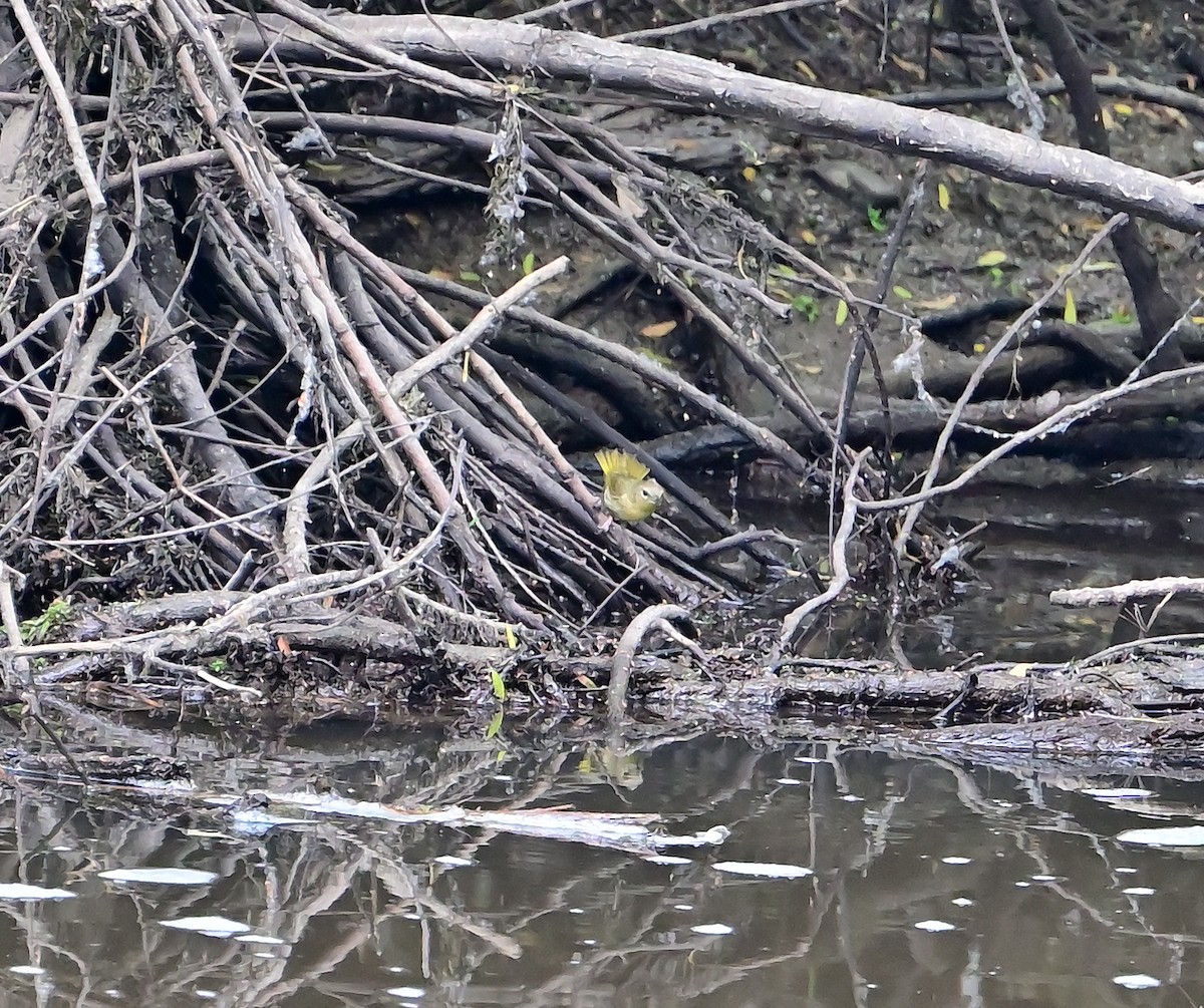 Orange-crowned Warbler - ML636255807