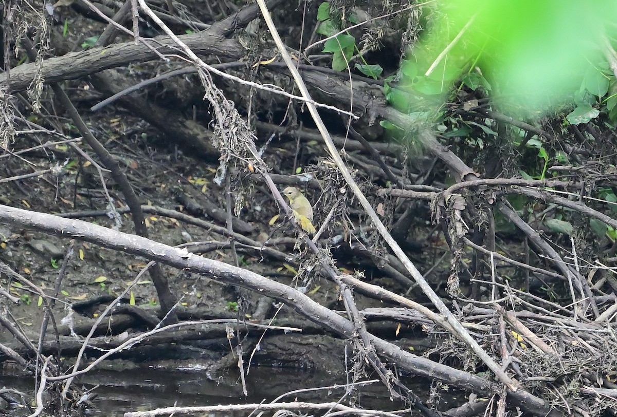 Orange-crowned Warbler - ML636255808