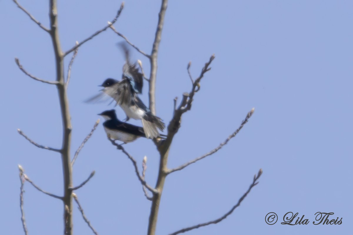 Tree Swallow - ML636255818