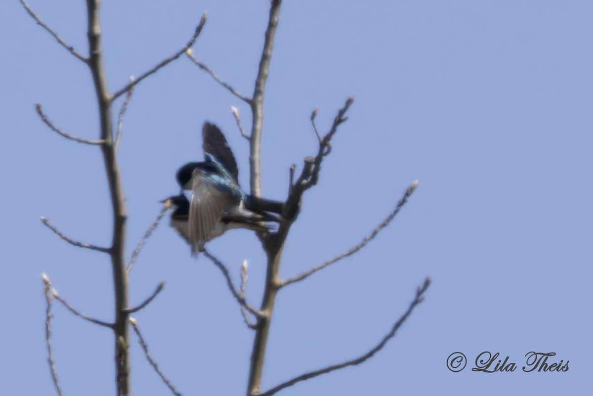 Tree Swallow - ML636255821