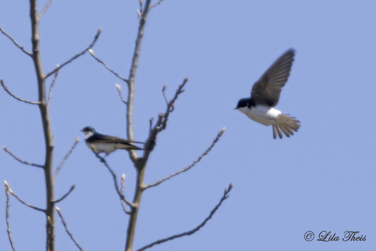 Tree Swallow - ML636255822