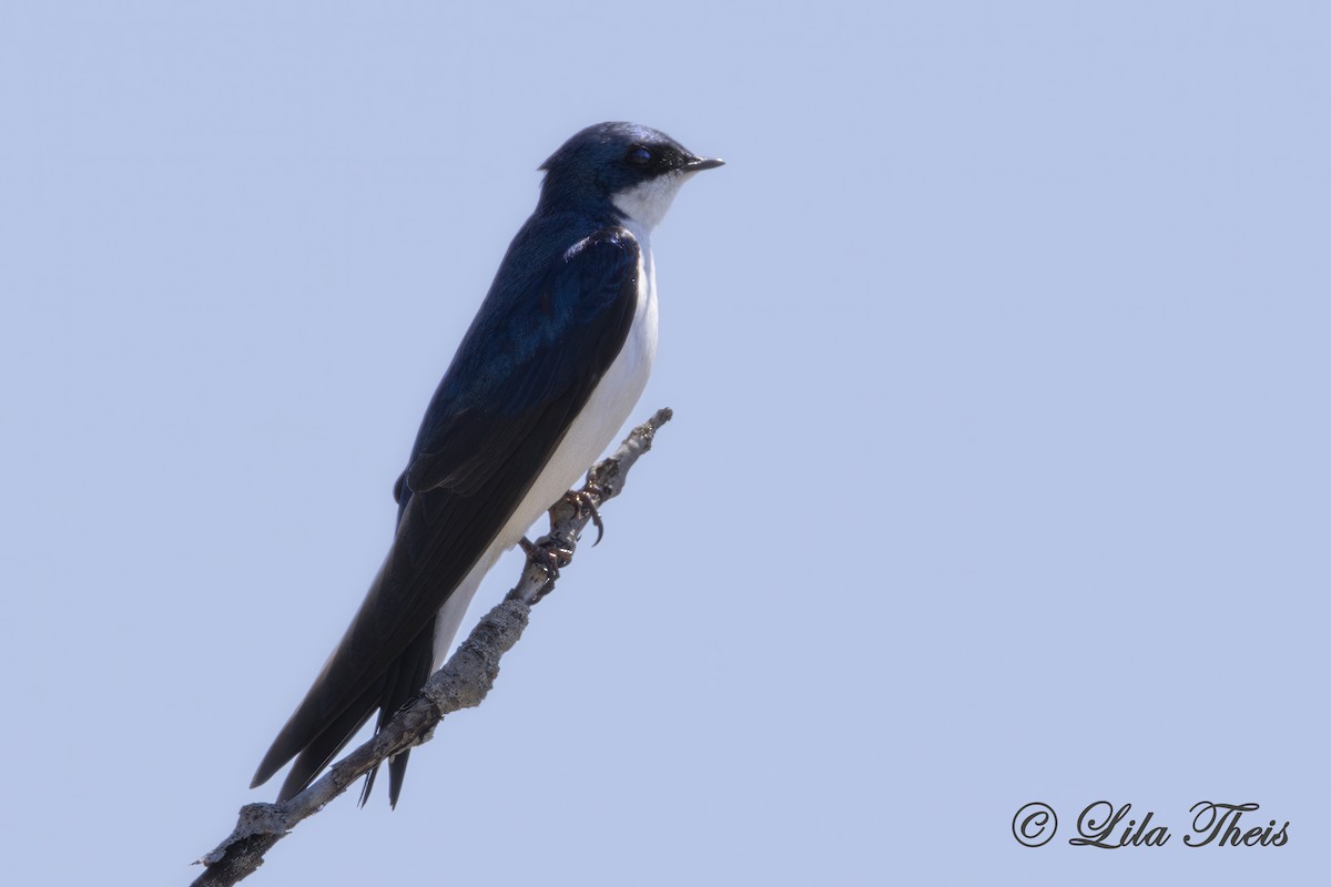 Tree Swallow - ML636255823