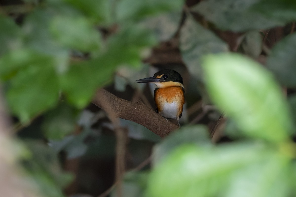 American Pygmy Kingfisher - ML636256010