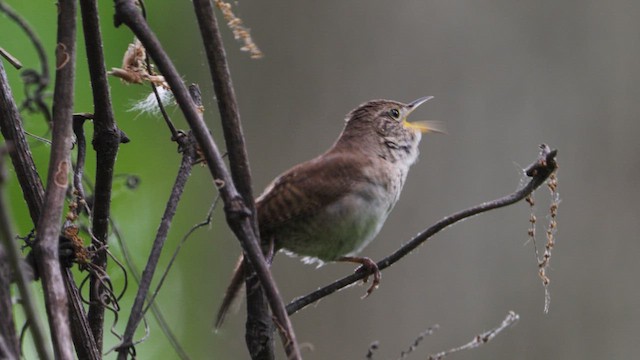 Troglodyte familier - ML636256057