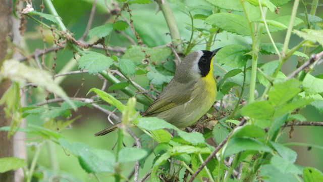 Common Yellowthroat - ML636256058