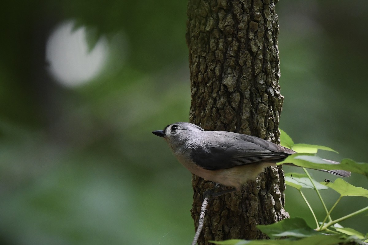 Tufted Titmouse - ML636256135