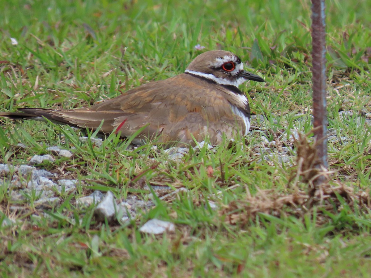 Killdeer - ML636256139