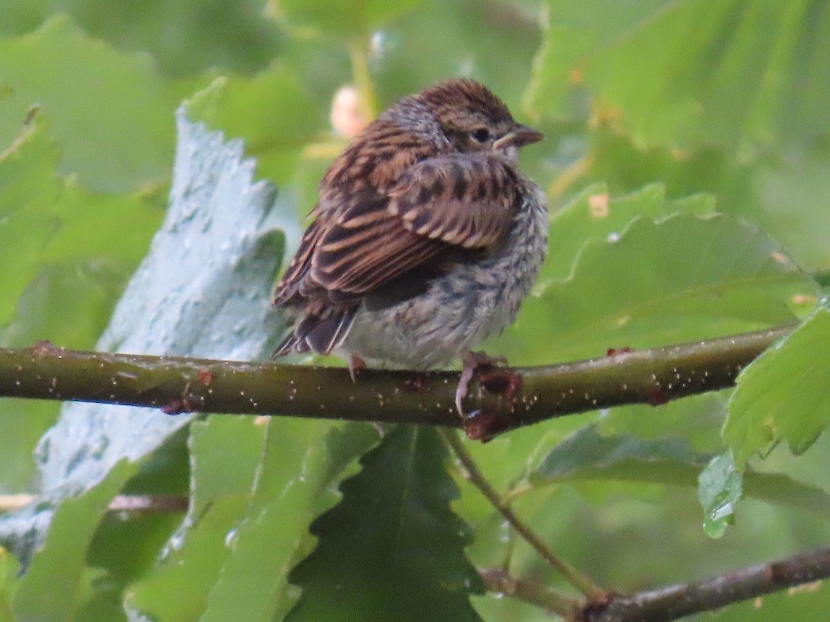 Chipping Sparrow - ML636256179