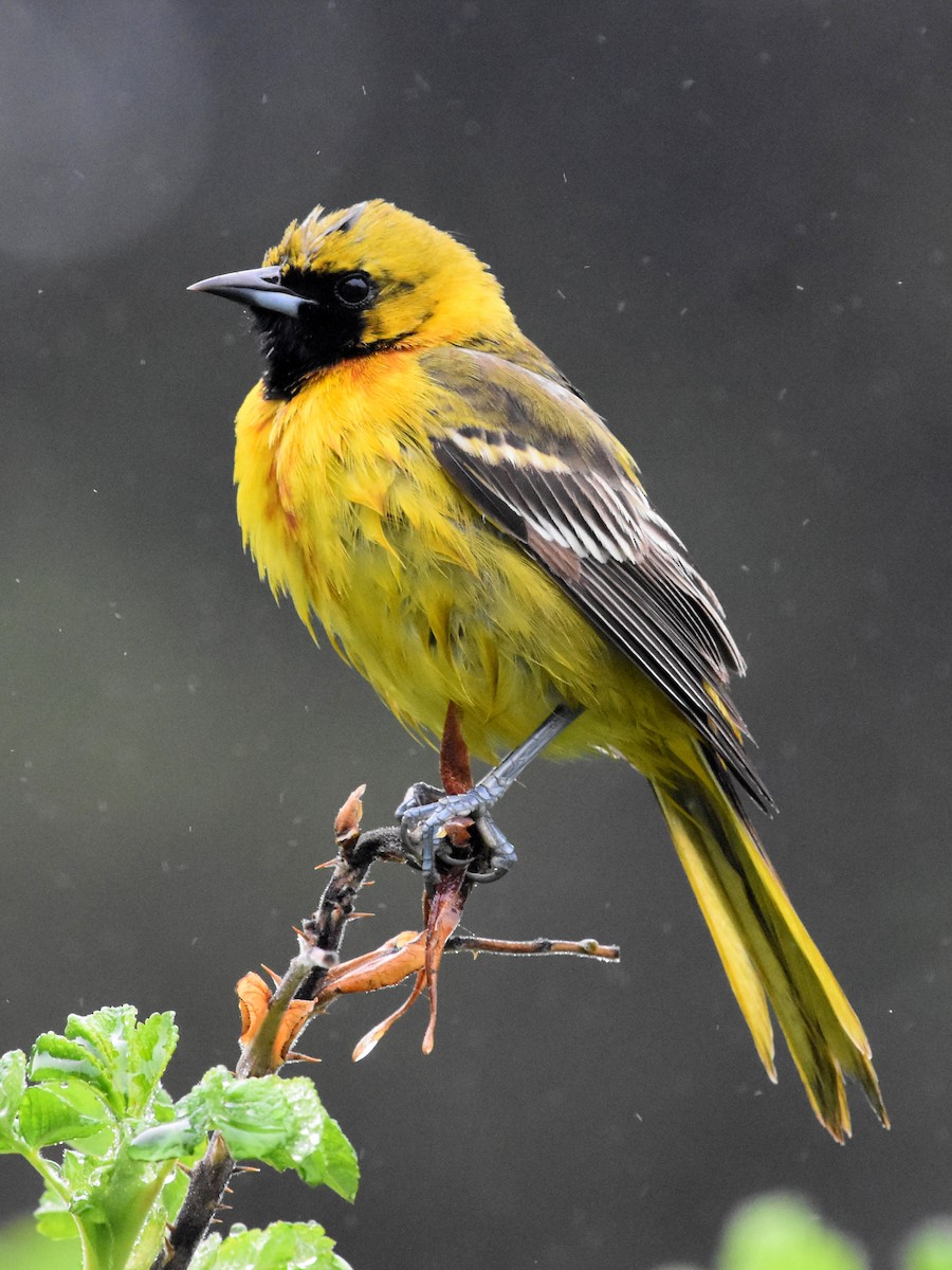 Orchard Oriole - ML636256206