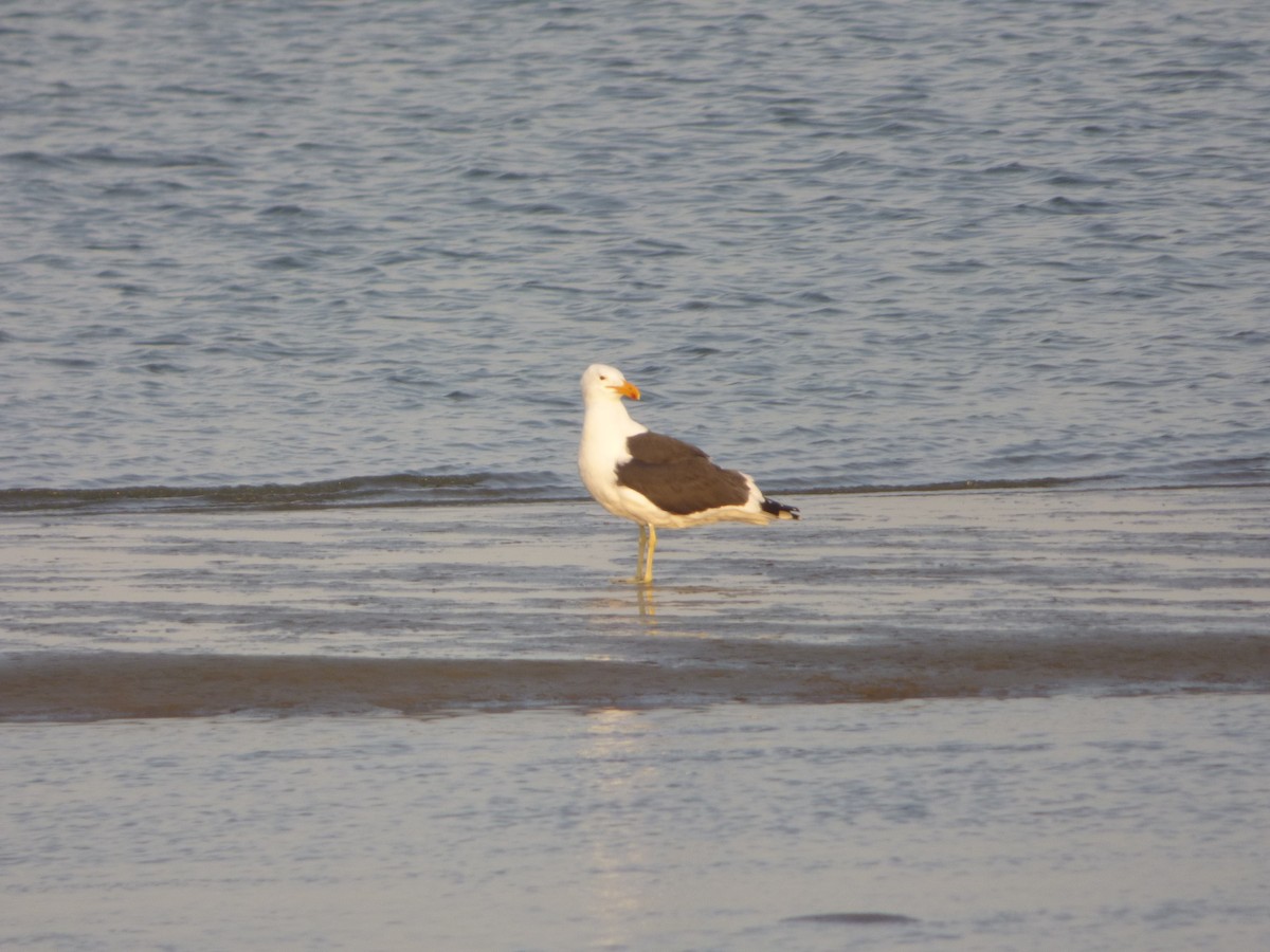 Kelp Gull (vetula) - Bill Crins