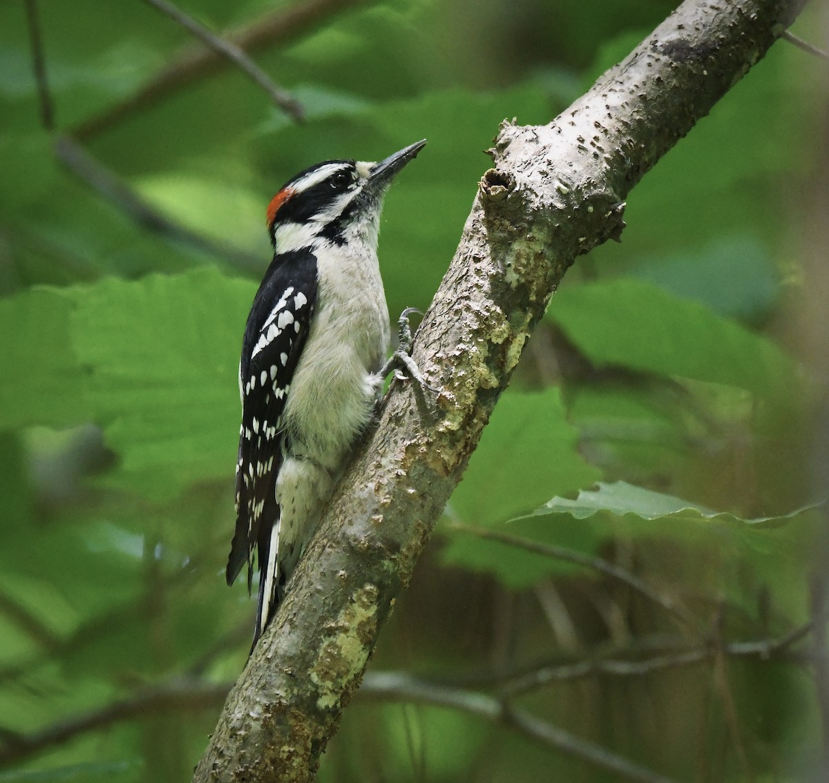 Downy Woodpecker - ML636256217