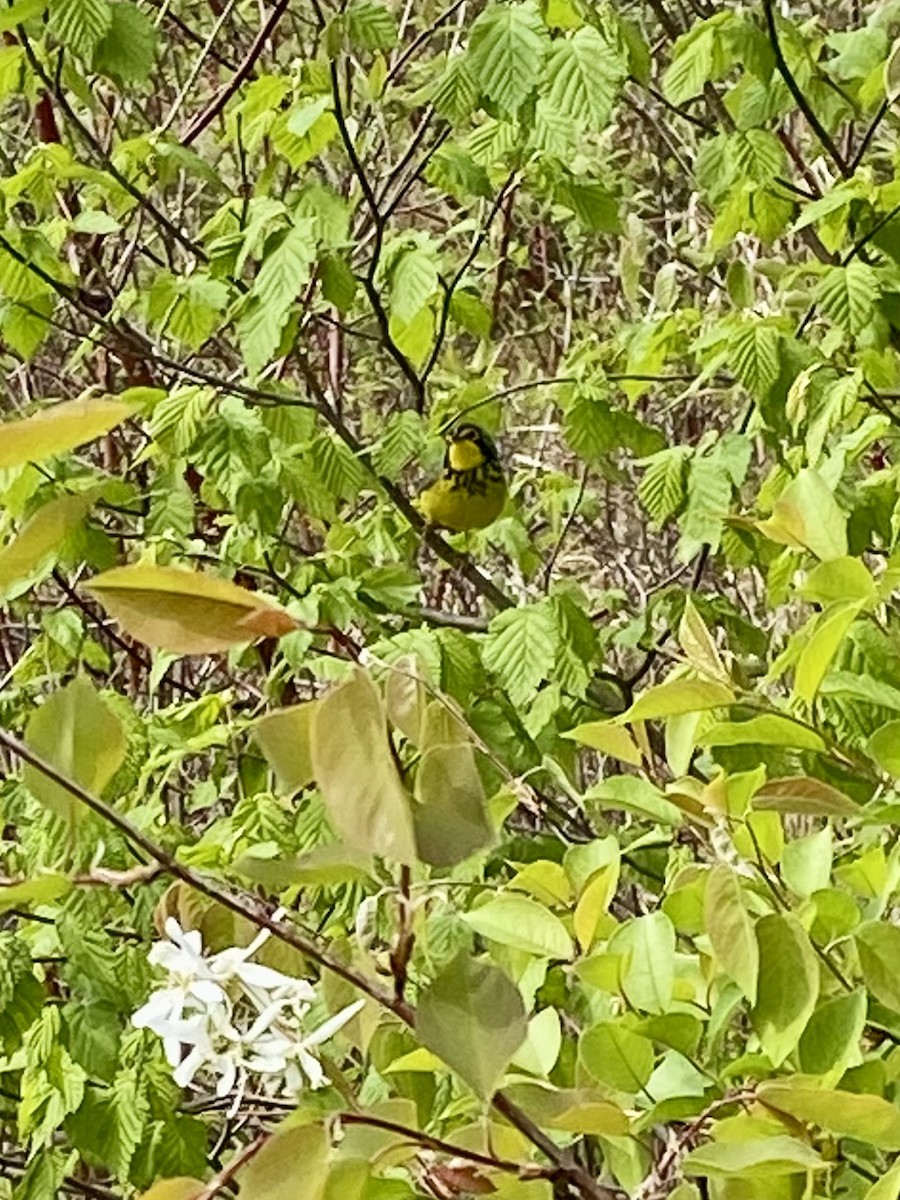 Canada Warbler - ML636256256