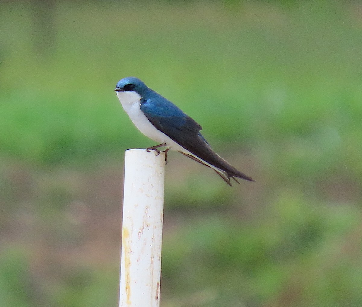 Tree Swallow - ML636256259