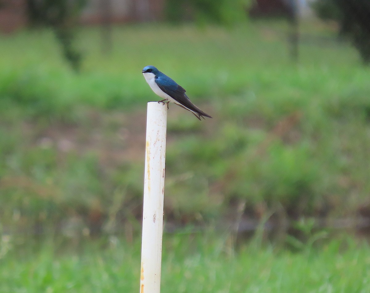 Tree Swallow - ML636256263