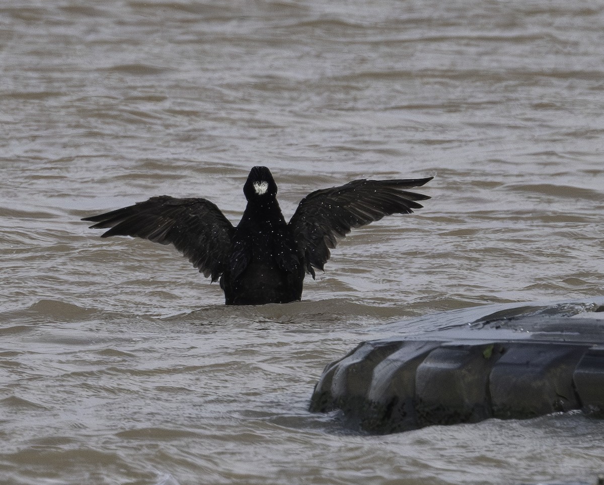 Surf Scoter - ML636256268