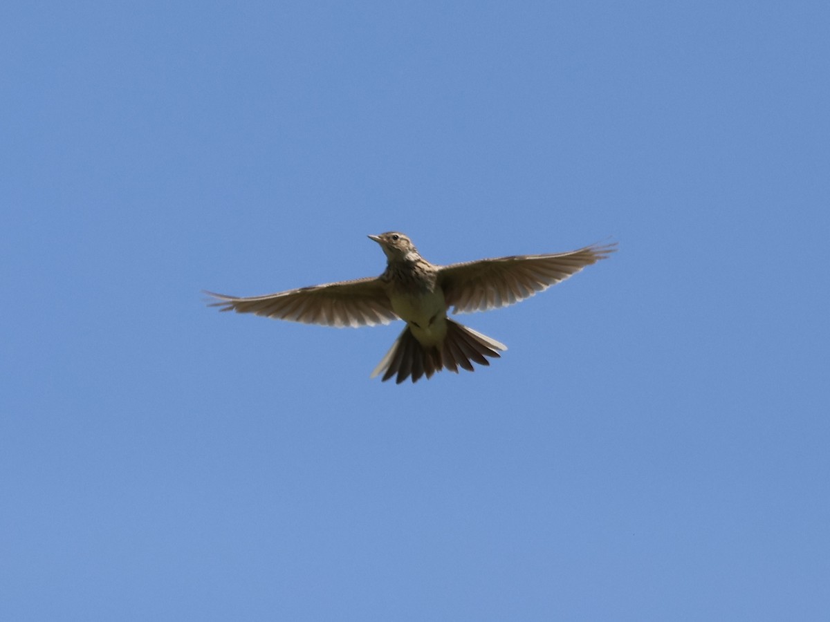 Eurasian Skylark - ML636256269