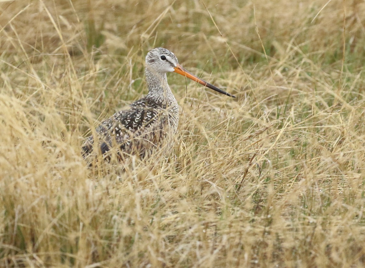 Marbled Godwit - ML636256298