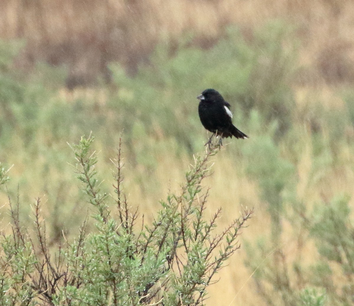 Lark Bunting - ML636256309
