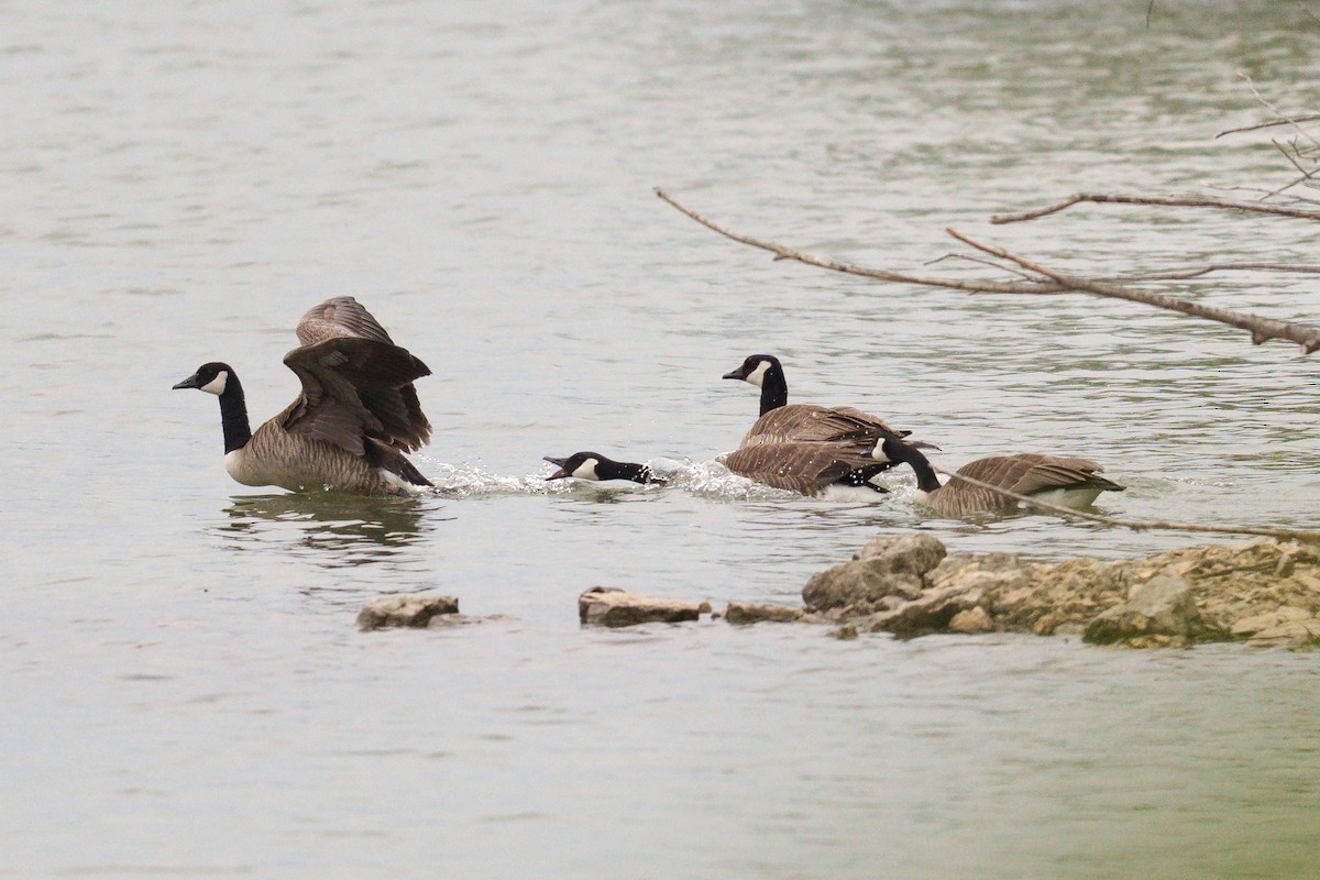 Canada Goose - ML636256338