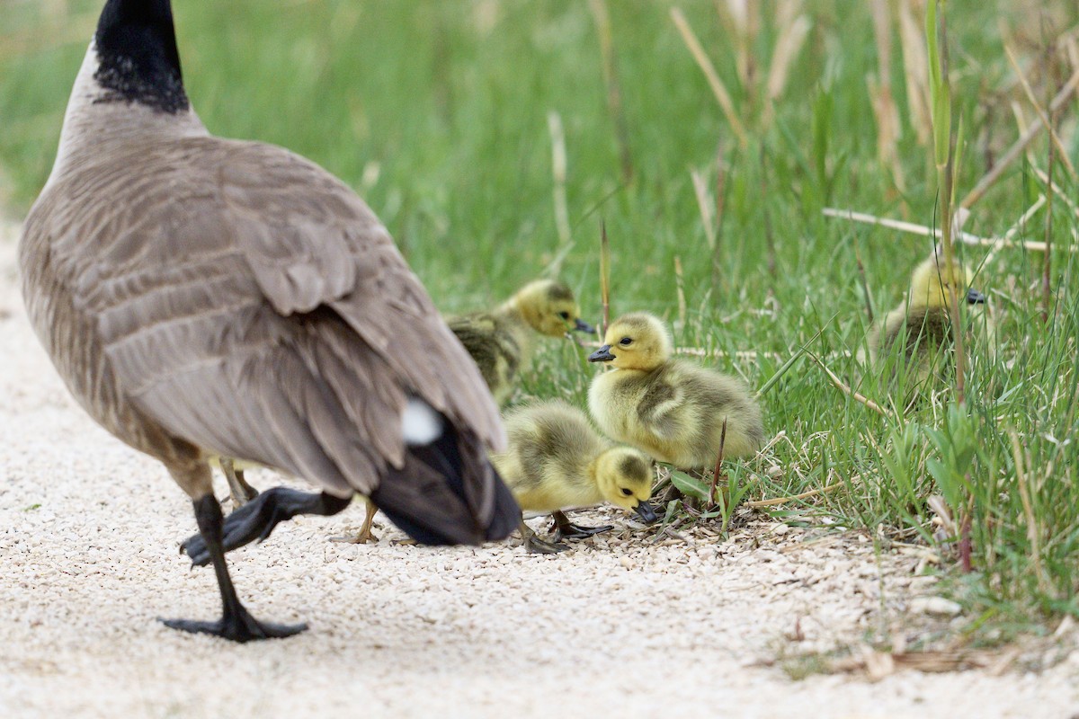 Canada Goose - ML636256341
